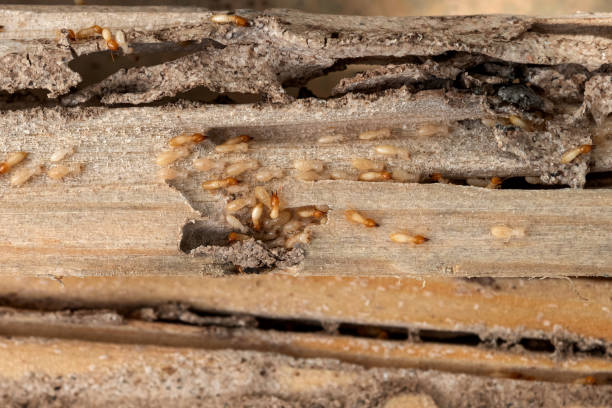 Best Ant Control Services  in Estancia, NM