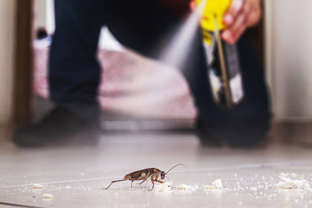Best Termite Control Services  in Estancia, NM